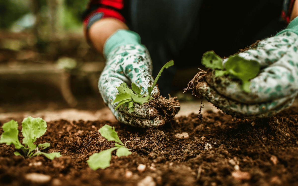 What to Plant in March in New Mexico